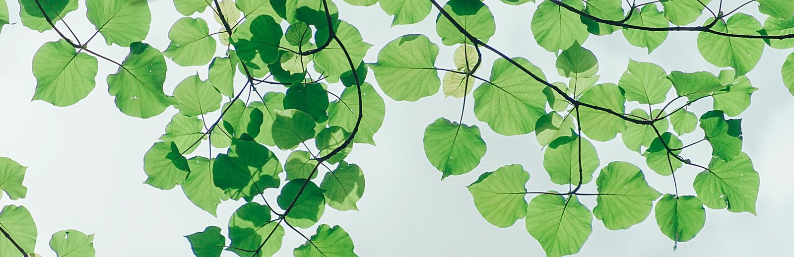 You are currently viewing 🌸 Spring is Here! Redesign Your Garden for a Fresh New Look 🌿